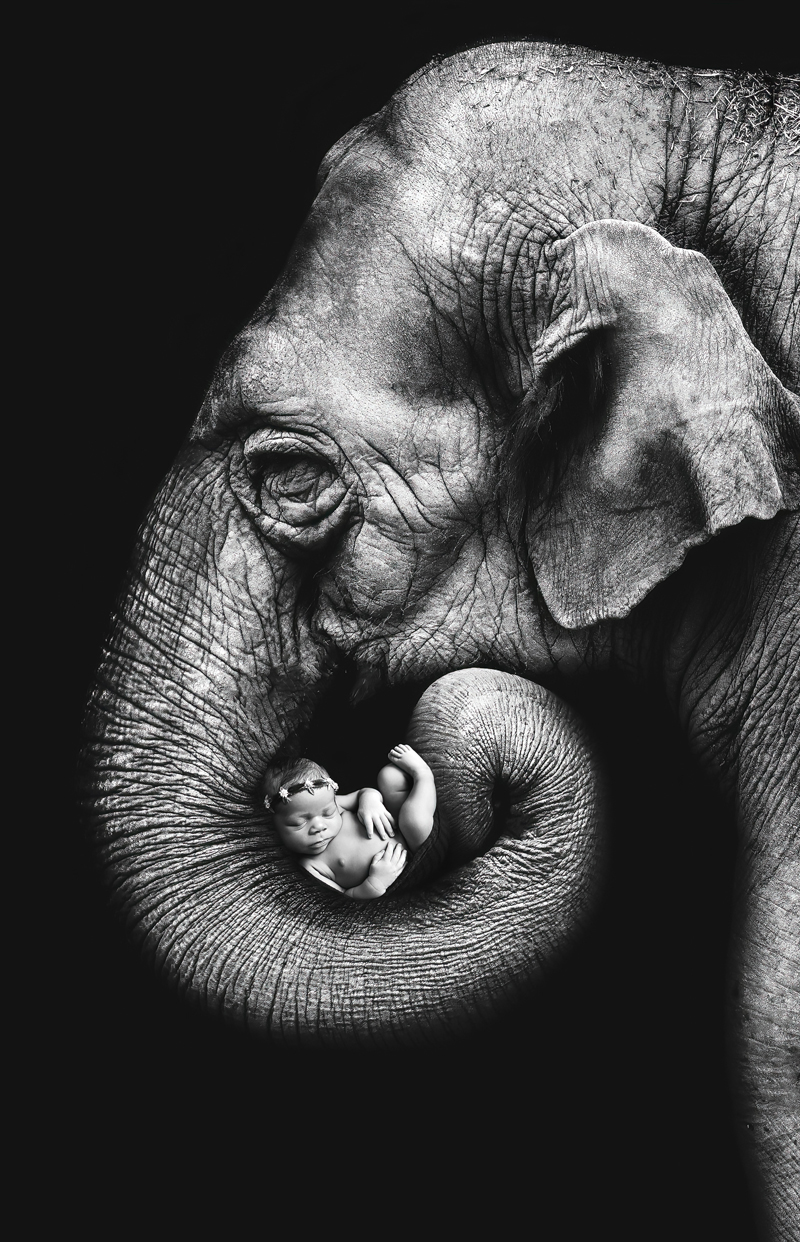 Elephant Holding Baby in Trunk while Baby Sleeps in black and white